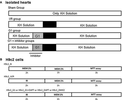 Notch1 Mediates Preconditioning Protection Induced by GPER in Normotensive and Hypertensive Female Rat Hearts